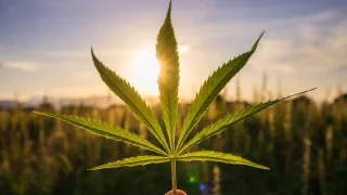 Cannabispflanze